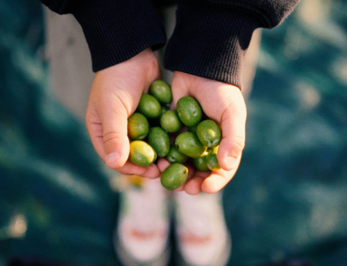 At our Experiential Learning Farm, children discover the joys of nature by caring for the olive trees!